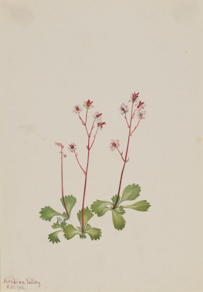 Redstem Saxifrage Saxifraga lyallii, 1916. af Mary Vaux Walcott