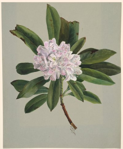 Rhododendron (Rhododendron maximum) af Mary Vaux Walcott