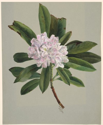 Rhododendron Rhododendron maksimum, 1880. af Mary Vaux Walcott