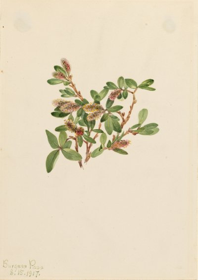 Klippepil (Salix petrophila) af Mary Vaux Walcott