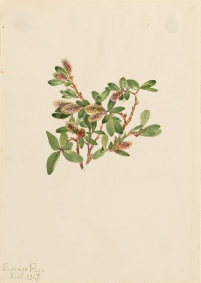 Rock Willow Salix petrophila, 1917. af Mary Vaux Walcott
