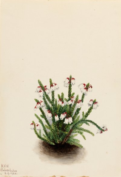 Rocky Mountain Cassiope (Cassiope mertensiana) af Mary Vaux Walcott