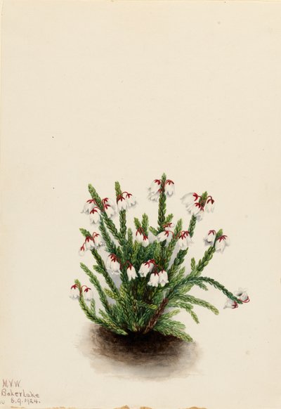 Rocky Mountain Cassiope Cassiope mertensiana, 1924. af Mary Vaux Walcott