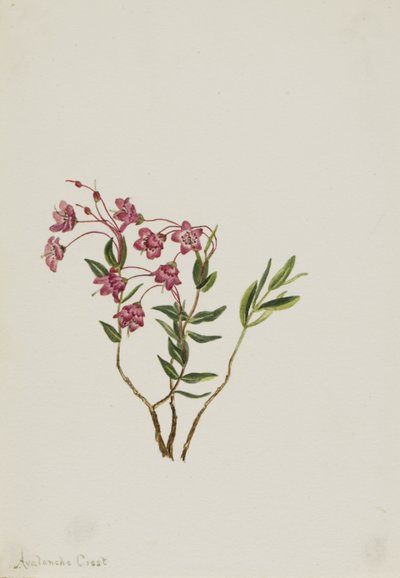 Rocky Mountain Kalmia (Kalmia microphylla) af Mary Vaux Walcott