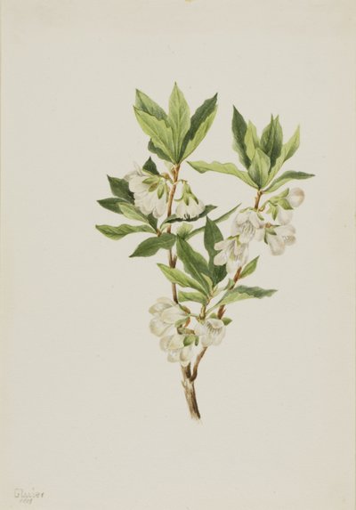 Rocky Mountain Rhododendron (Rhododendron albiflorum) af Mary Vaux Walcott