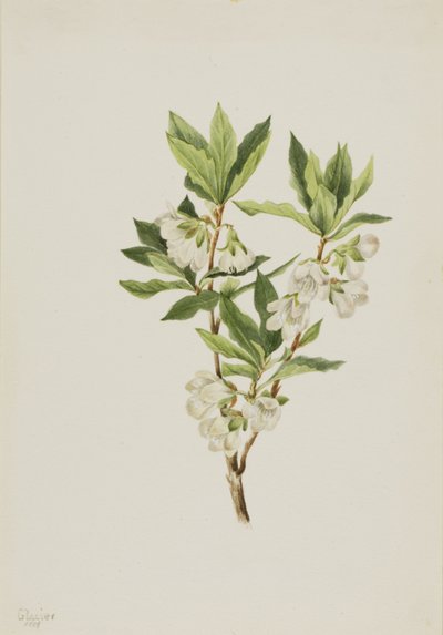Rocky Mountain Rhododendron Rhododendron albiflorum, 1901. af Mary Vaux Walcott