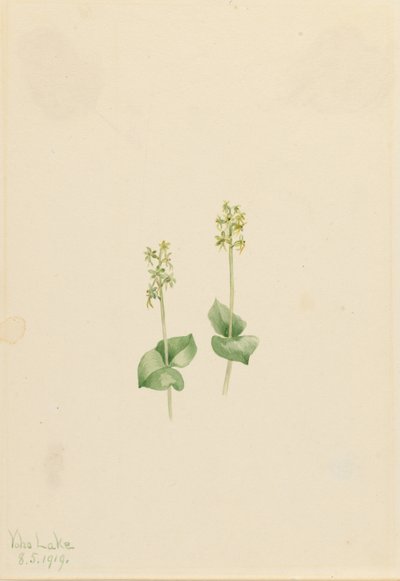 Rocky Mountain-blad (Ophrys necrophylla) af Mary Vaux Walcott