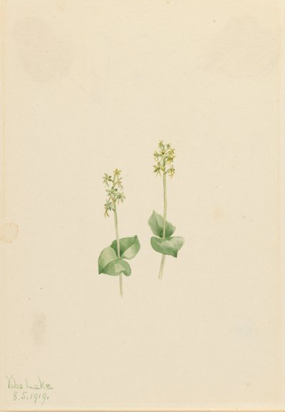 Rocky Mountain Twayblade Ophrys necrophylla, 1919. af Mary Vaux Walcott