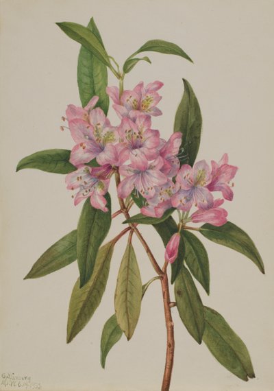 Rose-Bay Rhododendron Rhododendron carolinianum, 1932. af Mary Vaux Walcott