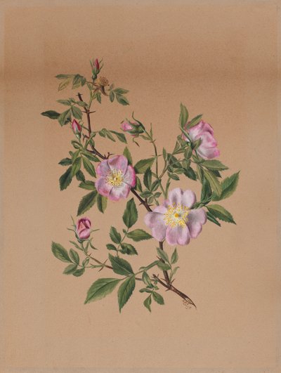 Rose Mallow Hibiscus moscheutos, 1878. af Mary Vaux Walcott
