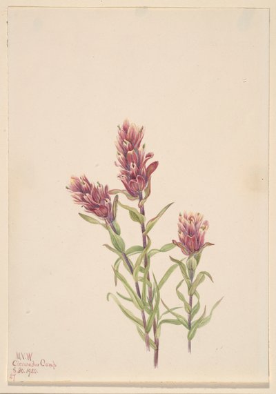 Rosa pensel (Castilleja pallida) af Mary Vaux Walcott