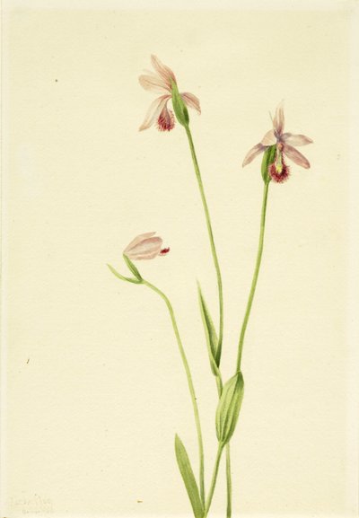 Pogonia-roser (Pogonia ophioglossoides) af Mary Vaux Walcott