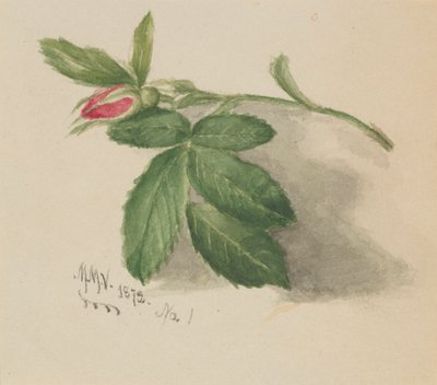 Rosebud, 1872. af Mary Vaux Walcott