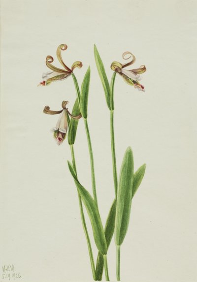 Rosenknop-orkidé (Pogonia divaricata) af Mary Vaux Walcott