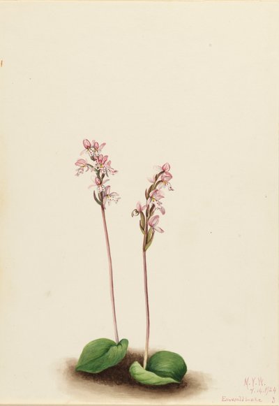 Roundleaf Orchis Orchis rotundifolia, 1924. af Mary Vaux Walcott