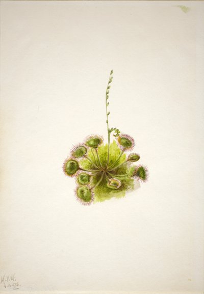 Roundleaf Sundew (Drosera rotundifolia) af Mary Vaux Walcott