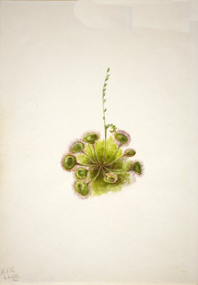 Rundbladssoldug Drosera rotundifolia, 1933. af Mary Vaux Walcott