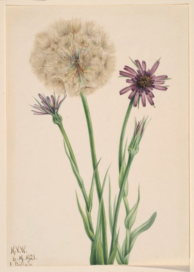 Skorzonerrod (Tragopogon porrifolius) af Mary Vaux Walcott