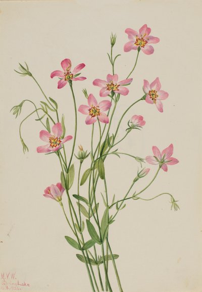Saltmarsk Rosegentian Sabbatia stellaris, 1926. af Mary Vaux Walcott