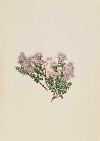Sandmyrte Leiophyllum lyoni, ca. 1930