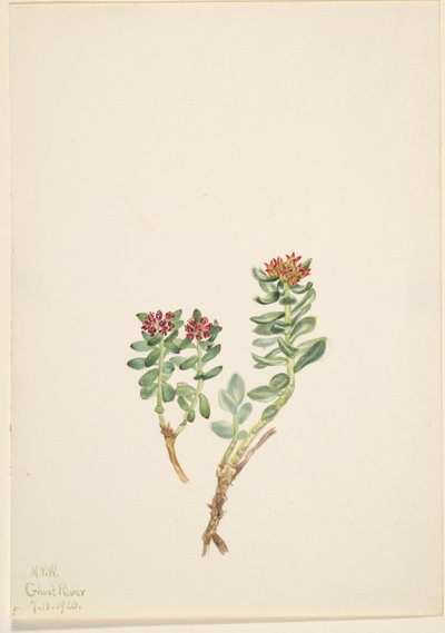 Sanifoiga adscendeus af Mary Vaux Walcott