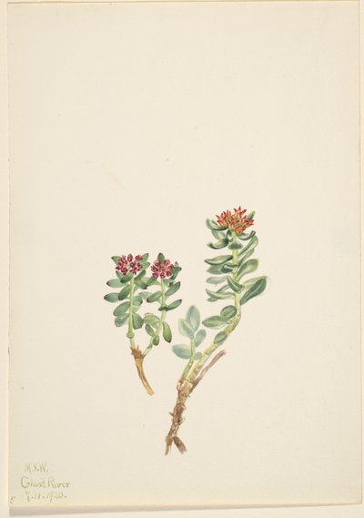 Sanifoiga stigende, 1920. af Mary Vaux Walcott