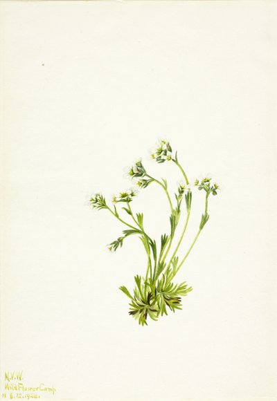 Stenbræk (Saxifraga caespitosa) af Mary Vaux Walcott