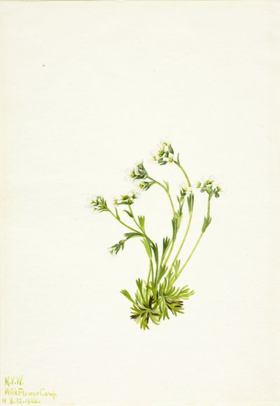 Saxifrage Saxifraga caespitosa, 1924. af Mary Vaux Walcott