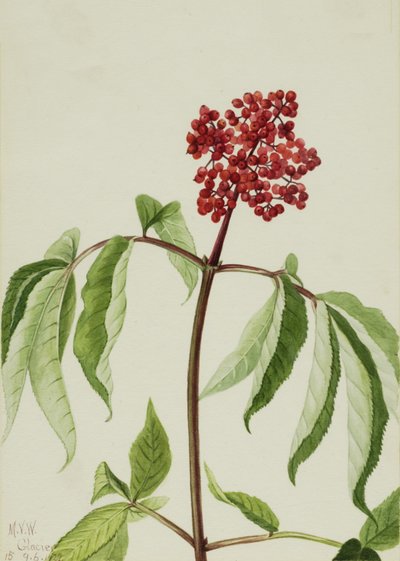 Scarlet Elder Sambucus pubens, 1922. af Mary Vaux Walcott