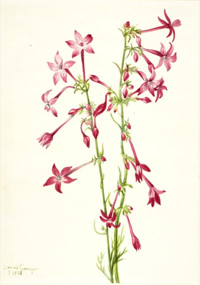 Scarlet Gilia (Gilia aggregata) af Mary Vaux Walcott