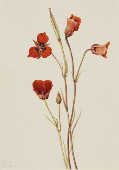 Skarlagenrød mariposa (Calochortus kennedyi) af Mary Vaux Walcott