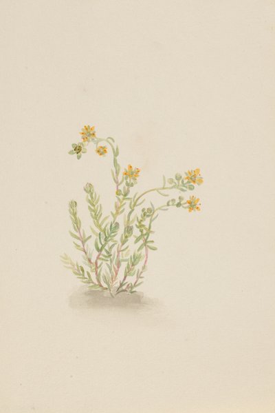 Stenopetal plante, ca. 1917-1918. af Mary Vaux Walcott