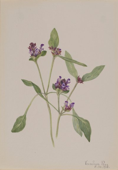 Selvhelbredende (Prunella vulgaris) af Mary Vaux Walcott