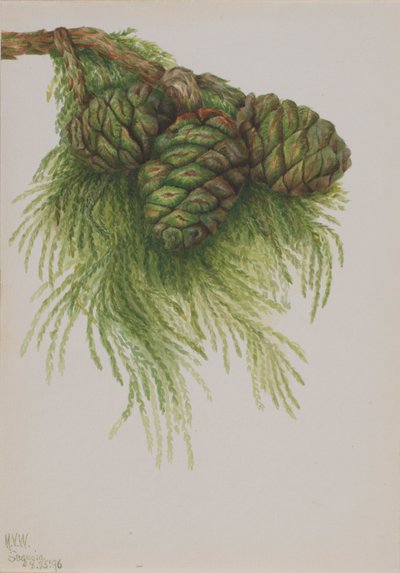 Sequoia (Sequoia gigantea) af Mary Vaux Walcott