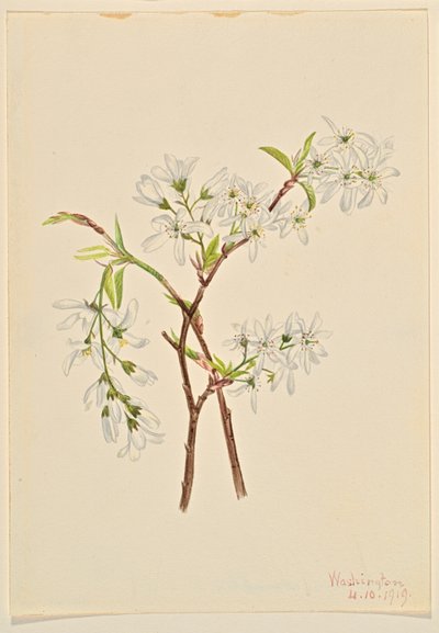 Skyggebusk (Amelianchier oblongifolia) af Mary Vaux Walcott
