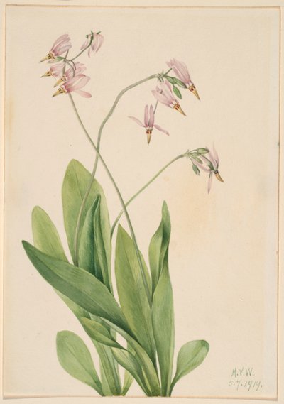 Stjerneskærm (Dodecatheon meadia) af Mary Vaux Walcott