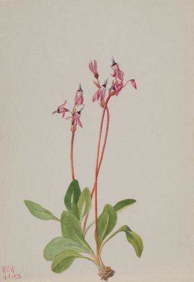 Shooting Star Dodecatheon hendersonii, 1936. af Mary Vaux Walcott