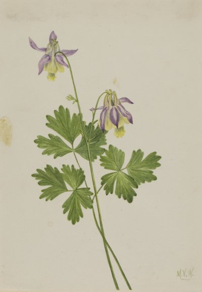 Kortsporet akeleje (Aquilegia brevistyla) af Mary Vaux Walcott