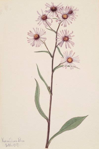 Prangende Aster Prangende Aster, 1917. af Mary Vaux Walcott