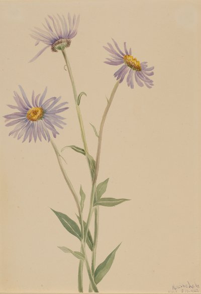 Prangende loppebane Erigeron salsuginosus, 1902. af Mary Vaux Walcott