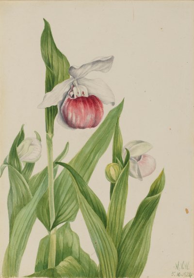 Prangende mariehøne (Cypripedium reginae) af Mary Vaux Walcott