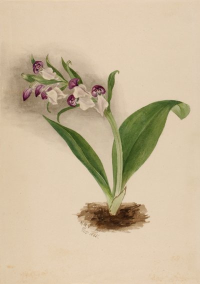 Prangende orkideer Orchis spectabilis, 1885. af Mary Vaux Walcott