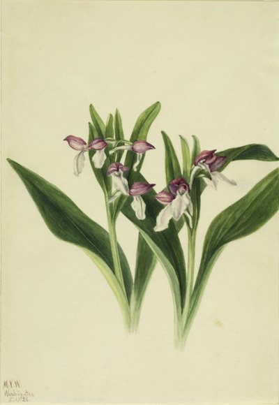 Prangende orkidé (Orchis spectabilis) af Mary Vaux Walcott
