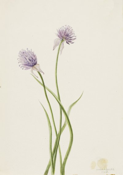 Sibirisk løg Allium sibericum, 1903. af Mary Vaux Walcott