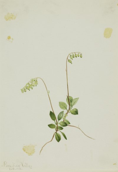 Sideklokker Pyrola (Pyrola secunda) af Mary Vaux Walcott