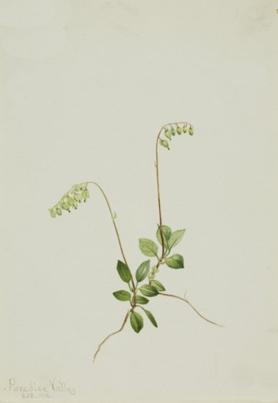 Sidebells Pyrola Pyrola secunda, 1916. af Mary Vaux Walcott