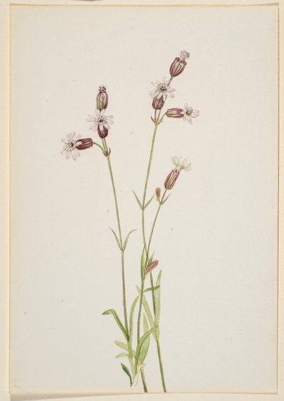 Silene multicaulis af Mary Vaux Walcott