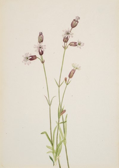 Silene multicaulis, ca. 1900-1920. af Mary Vaux Walcott