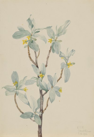 Sølvbær (Elaeagnus commutata) af Mary Vaux Walcott