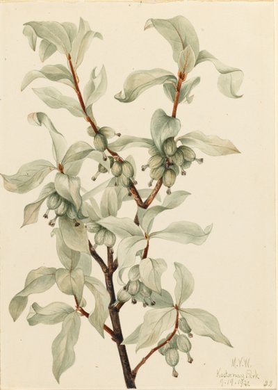 Sølvbær (Elaeagnus commutata) af Mary Vaux Walcott